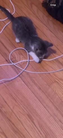 missing kitten - Photo 2