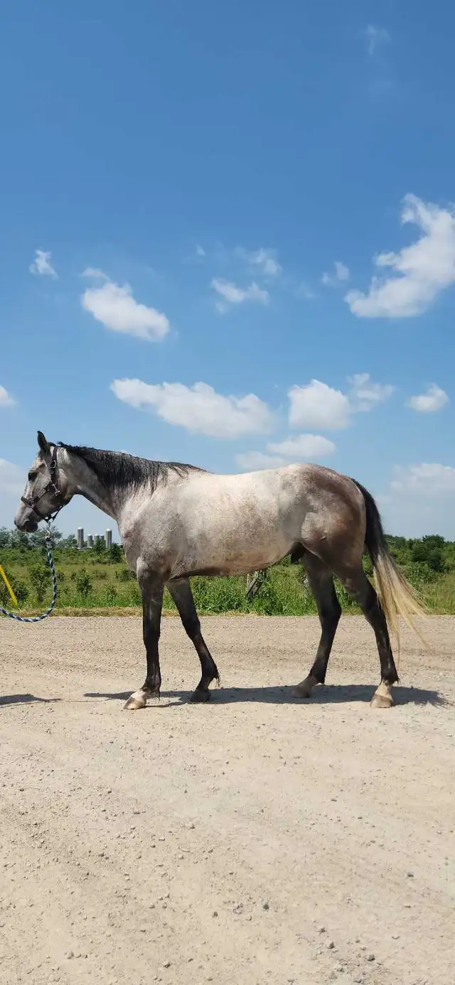 4 y/o All Around Gelding