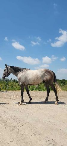 4 y/o All Around Gelding