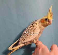 Cockatiel
