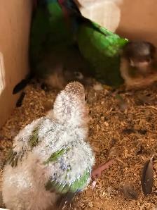 breeding proven pair of yellow side with cage and baby for sale - Photo 2