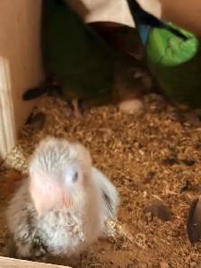 breeding proven pair of yellow side with cage and baby for sale - Photo 3