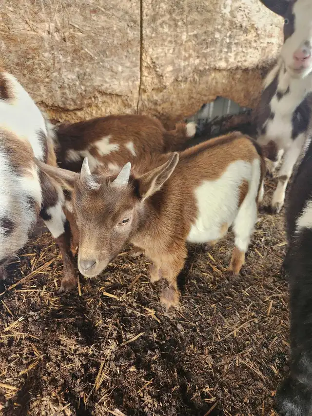2 Wethered Nigerian dwarf