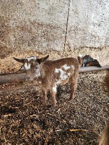 2 Wethered Nigerian dwarf - Photo 2