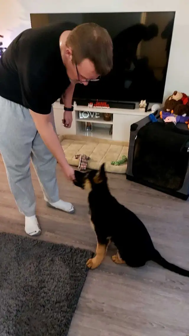 Walk and Train  , Dog trainer