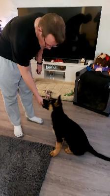 Walk and Train  , Dog trainer