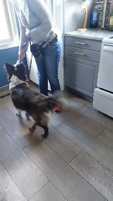 Walk and Train  , Dog trainer - Photo 2