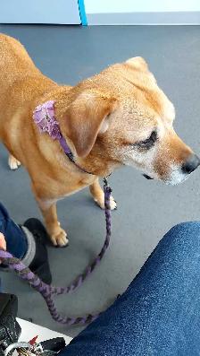Walk and Train  , Dog trainer - Photo 4