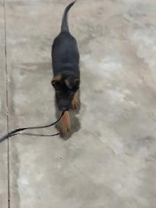 Walk and Train  , Dog trainer - Photo 7