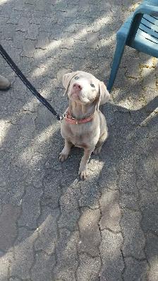 Walk and Train  , Dog trainer - Photo 8