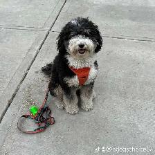 Walk and Train  , Dog trainer - Photo 10