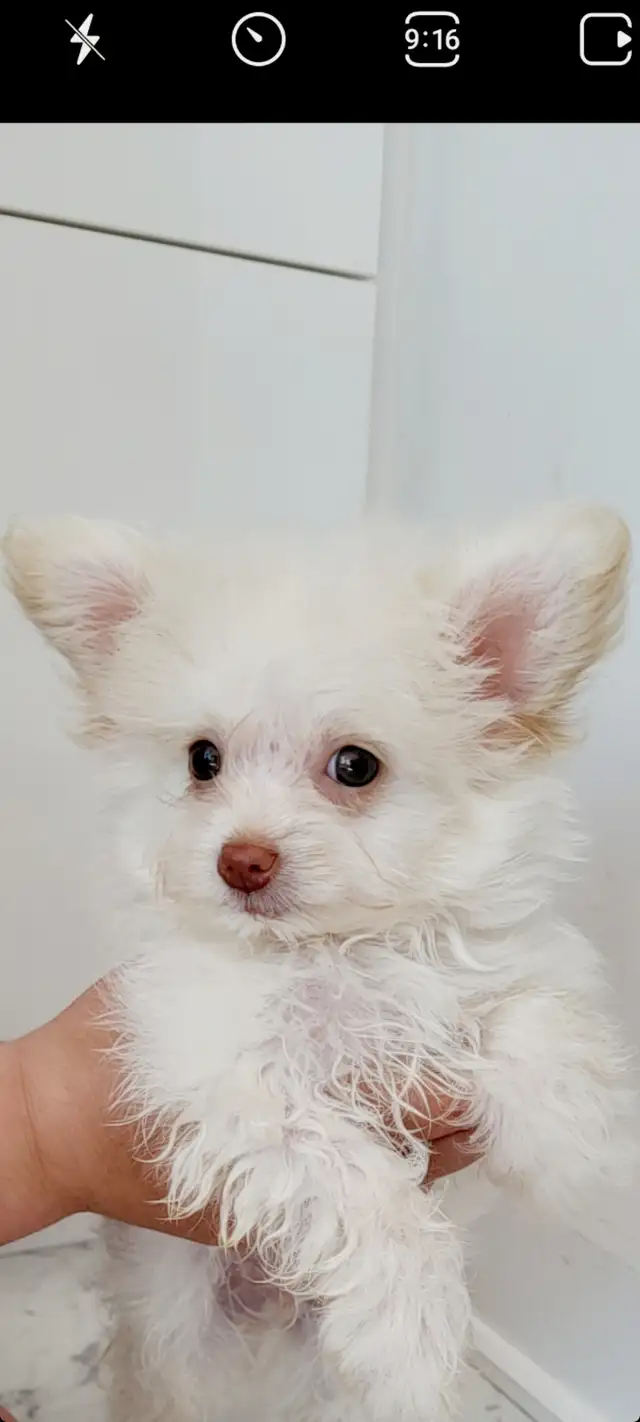 Pomchipoo male, HYPOALERGENE