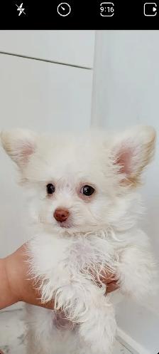 Pomchipoo male, HYPOALERGENE