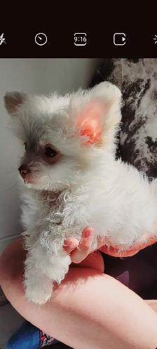 Pomchipoo male, HYPOALERGENE - Photo 2
