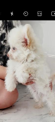 Pomchipoo male, HYPOALERGENE - Photo 3