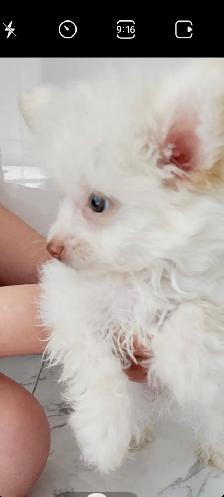 Pomchipoo male, HYPOALERGENE - Photo 4
