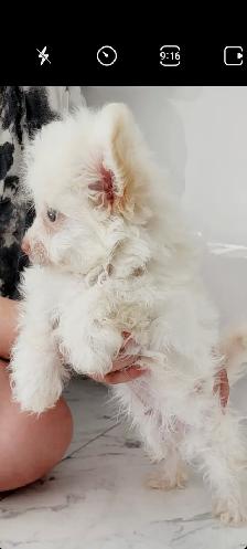 Pomchipoo male, HYPOALERGENE - Photo 5