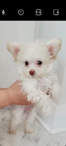 Pomchipoo male, HYPOALERGENE - Photo 6
