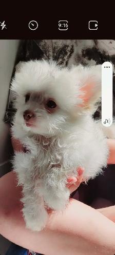 Pomchipoo male, HYPOALERGENE - Photo 7