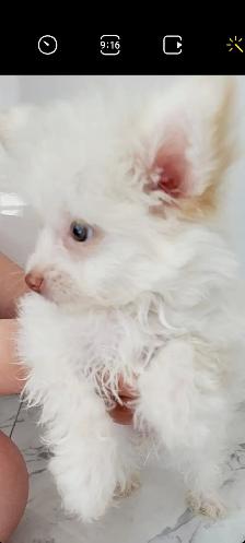 Pomchipoo male, HYPOALERGENE - Photo 8