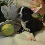 Adorable Baby Boston Terriers – 25 Years of Breeding Excellence