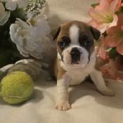 Adorable Baby Boston Terriers – 25 Years of Breeding Excellence - Photo 2