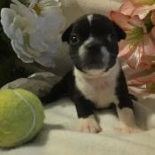 Adorable Baby Boston Terriers – 25 Years of Breeding Excellence - Photo 3