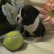 Adorable Baby Boston Terriers – 25 Years of Breeding Excellence - Photo 4