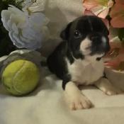 Adorable Baby Boston Terriers – 25 Years of Breeding Excellence - Photo 5