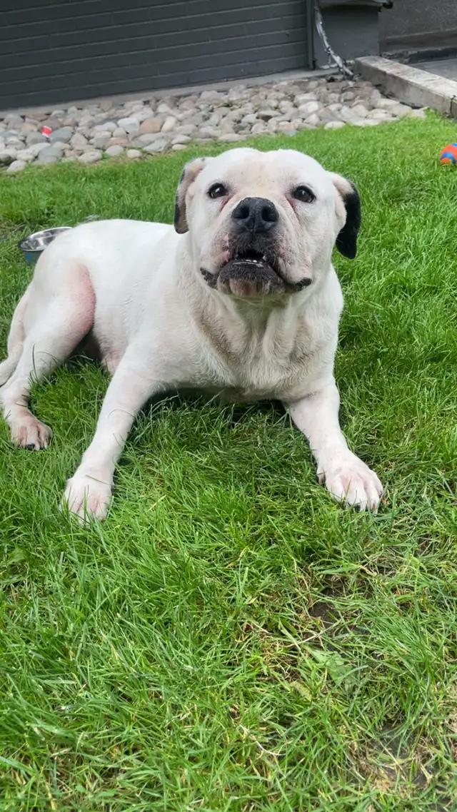 bulldog  x pitbull mix