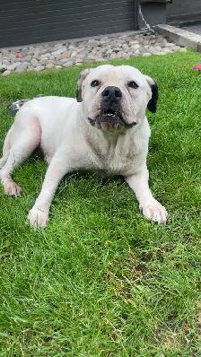bulldog  x pitbull mix