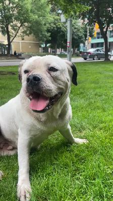 bulldog  x pitbull mix - Photo 2