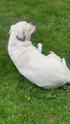 bulldog  x pitbull mix - Photo 4