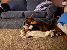 Dog walker services