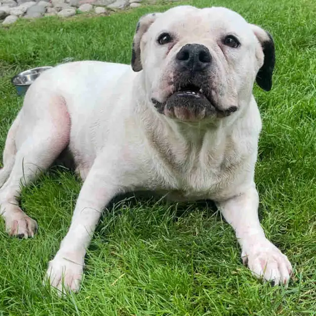 bulldog x pitbull mix