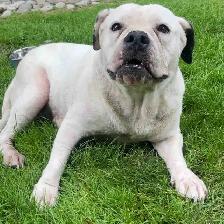 bulldog x pitbull mix