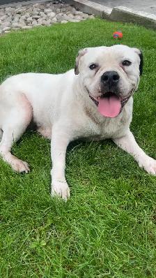 bulldog x pitbull mix - Photo 2