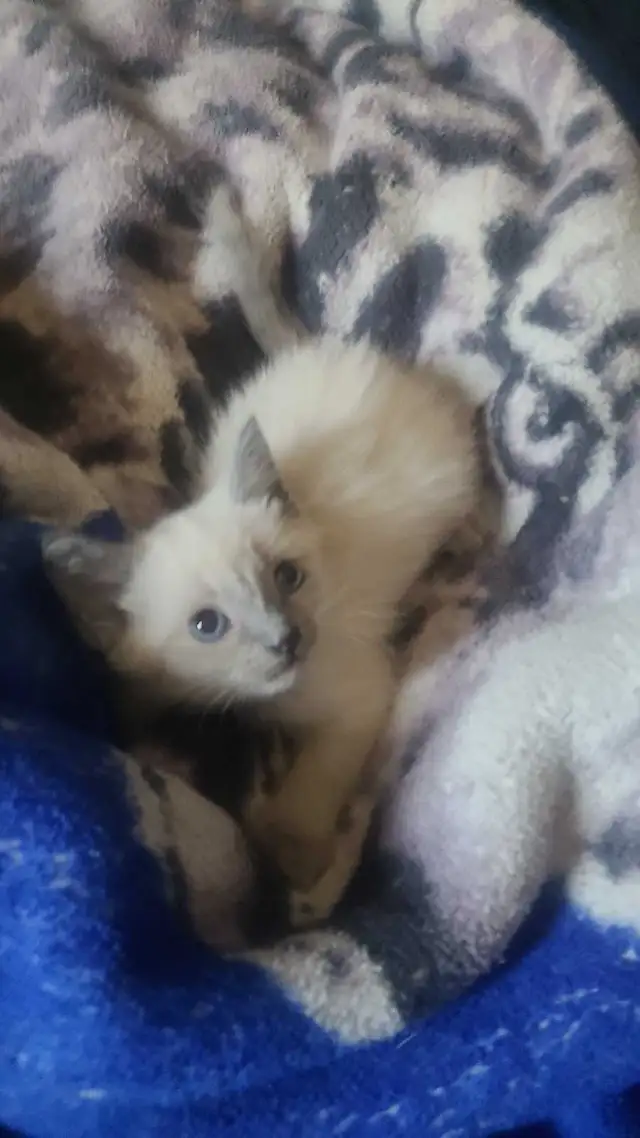 female siamese kitten