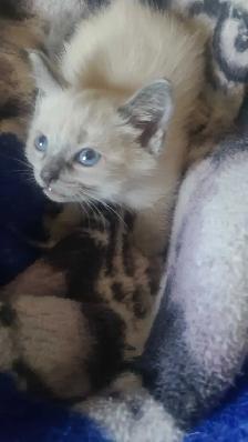 female siamese kitten - Photo 3