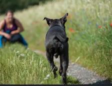 Reliable Recall  , Dog training - Photo 2