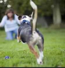 Reliable Recall  , Dog training - Photo 5