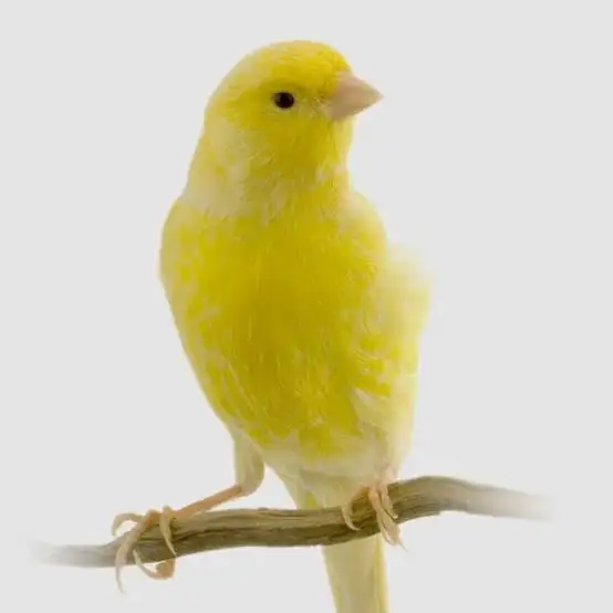 Recherche   serin mâle .