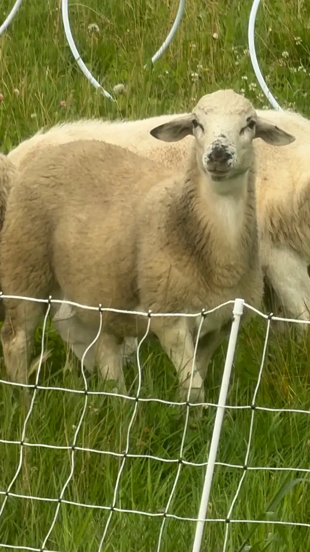 6 month old wethers