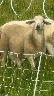 6 month old wethers