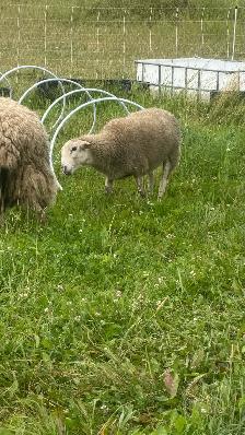 6 month old wethers - Photo 2