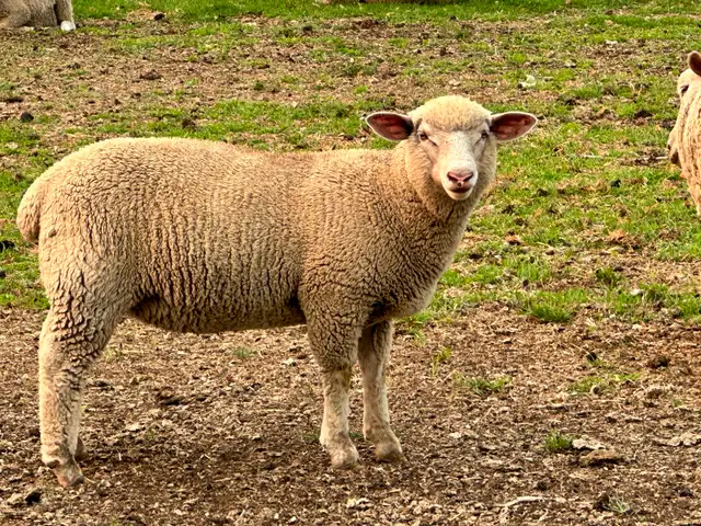 Dorset x Charollais replacement ewe lambs
