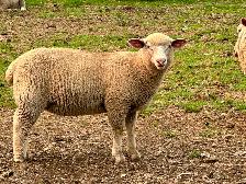 Dorset x Charollais replacement ewe lambs