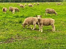 Dorset x Charollais replacement ewe lambs - Photo 2