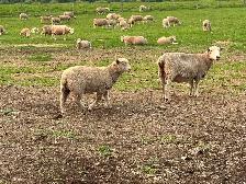 Dorset x Charollais replacement ewe lambs - Photo 3