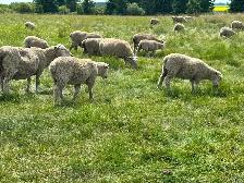 Dorset x Charollais replacement ewe lambs - Photo 4
